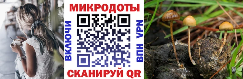 даркнет сайт  Камышин  Галлюциногенные грибы Psilocybe 